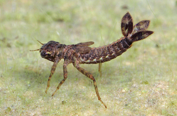 Argia plana, nymph